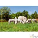 https://materiel-agricole.4mepro.com/18893-medium_default/filet-a-moutons-avec-piquets-en-fibre-de-verre-ovinet-pro.jpg